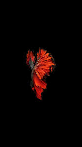 If you have your own one, just create an account on the website and upload a picture. Amoled Wallpapers Iphone 6s Wallpaper Apple Wallpaper Iphone Live Wallpaper Iphone