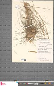 Image result for Ctenium newtonii