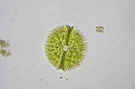 Image result for Micrargeria