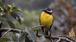 Maybe you would like to learn more about one of these? Sosias Do Bem Te Vi Na Natureza Terra Da Gente G1