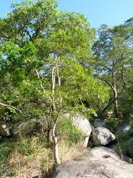 Image result for Breonadia