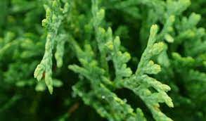 Don't let the diminutive size of hot head arborvitae fool you. Hot Head Gardeners Confidence Collection
