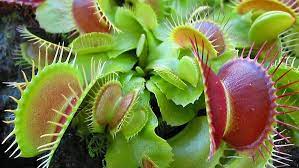 In the above photo from last march. Venus Flytrap Dlr Portal