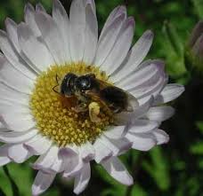 Image result for Eriosema decumbens