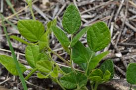 Sin embargo, de esta solo queda un hilo de aguas negras. Desmodium Molliculum Wikiwand