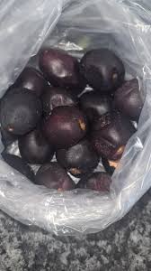 Image result for Anisophyllea boehmii