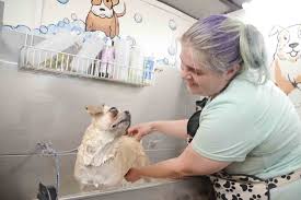 Measuring 12.5 x 19 ships in a. Https Www Mariettatimes Com News 2019 05 Comfort Clips Takes Dog Grooming Service Mobile