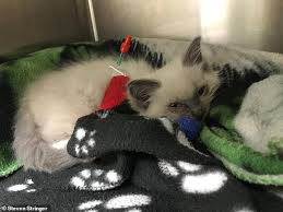 911petchip™ is a leading provider of pet microchips with microchip id customers throughout the united states and canada, and offers free registration for life with freepetchipregistry™. Kitten Had Bleed On Brain After Being Microchipped In Pets At Home Daily Mail Online