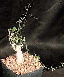 Image result for Ipomoea welwitschii