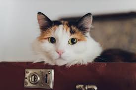 Features a pair of expandable wings that increase the size. available in a wide array of colors, customers say the anzone pet space capsule carrier backpack easily fits a cat and makes quick trips (or hikes, if you. Best Cat Backpacks Top 15 Backpack Carrier For Cats 2021 Reviews