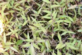 Image result for Oplismenus hirtellus