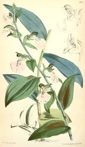 Image result for Eulophia hirschbergii