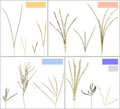 Image result for Digitaria pseudodiagonalis