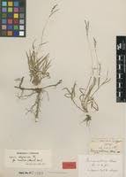 Image result for Digitaria appropinquata