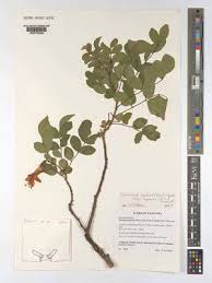 Image result for Tecomaria nyassae