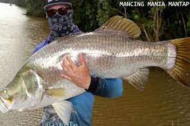 Karena pada area itulah seringnya kakap putih berkumpul. Teknik Dan Umpan Mancing Ikan Kakap Putih Super Ampuh Pecinta Mancing Indonesia