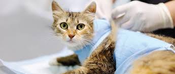 Jun 03, 2018 · step 1: Basic Principles Of Wound Care Today S Veterinary Nurse