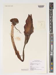 Image result for Amorphophallus abyssinicus