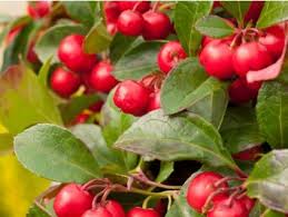 Image result for foto Vitálka