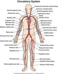 The walls of the arteries are thicker than the other blood located with the veins are valves that allow blood to flow towards the heart, but not in the wrong direction. What Are The Three Types Of Blood Vessels And Their Functions First Aid For Free