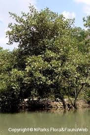 Image result for Heritiera