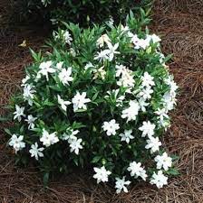 Six 6 Frostproof Gardenia Well Rooted Starter Plants Highly Fragrant Prolific Blooming Cold Hardy Dwarf Shrubs Gardenia Plant Gardenia Shrub
