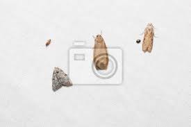 Deren einsatz in haus oder wohnung kostet manchen allerdings sicher etwas überwindung. Kleine Motten Auf Weissem Bildschirm Fototapete Fototapeten Entomologie Thorax Flugel Myloview De