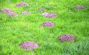 If a pest is living in your yard, there is a good chance that it has chosen your yard, in part, for a source of food that it has found there. Keep Your Yard Free Of Unsightly Molehills