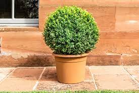 Generally, three feet apart is sufficient for most species. How To Grow And Care For Boxwood Box Shrubs