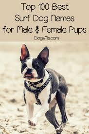 Top 100 Surf Dog Names For Beach Loving Pups Dogvills In 2020 Dog Names Hawaiian Dog Names Girl Dog Names