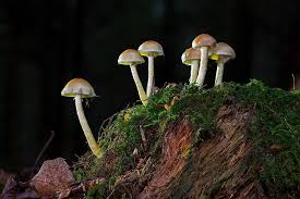 Reddit enhancement suite is highly recommended for easy viewing. Mushroom 4k Cool Wallpaper Pc Hd Wallpaper Wallpaperbetter