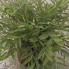 Image result for Pogonatherum paniceum