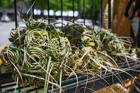 The iconic sweetgrass basket celebrates art, history, culture July 27