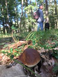 Cepe De Bordeaux Boletus Edulis 2017 France Champignon Comestible Champignons Sauvages Cepes