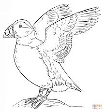 Atlantic Puffin Coloring Page Free Printable Coloring Pages Bird Coloring Pages Drawings Drawing Tutorial