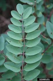 Image result for Robinia