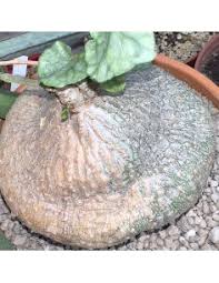 Image result for Gerrardanthus lobatus