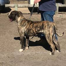 Pick now our south african boerboel furthermore, exotic boerboel breeders live to the mission of producing excellent breeds. Dandaloo Boerboels Established 2001