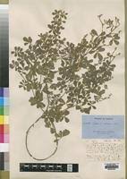 Image result for Tephrosia radicans