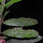 Image result for Uvariodendron