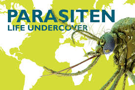 Parasiten fressen positive darmbakterien und unterstützen damit pathogene bakterien im darm. Parasites Life Undercover Museum Fur Naturkunde