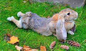 English Lop Rabbit Facts Lifespan Behavior Care Guide With Pictures