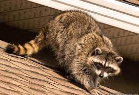 You'll know if you have a raccoon in your house. 8 Sounds And Noises That Ll Scare Raccoons Pest Pointers Tips For At Home Pest Control