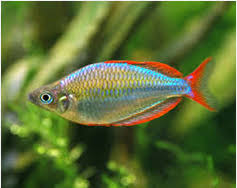 Ikan hias air tawar langka. Jenis Ikan Hias Air Tawar Rainbowfish Ikan Hias Air Tawar Laut Dan Aquarium