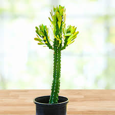 Image result for Euphorbia corniculata