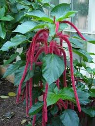 Firetail chenille plant is an herbaceous perennial with a mounded form. 8 Best Chenille Plant Ideas Chenille Plant Planting Flowers Flower Garden