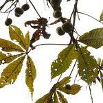 Image result for Ricinodendron