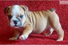 Rubyfrost English Bulldog Puppy For Sale Near Denver Colorado 130b1a80 51f1 Bulldog English Bulldog For Sale English Bulldog