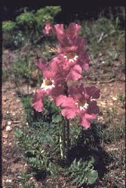 Image result for Bignoniaceae