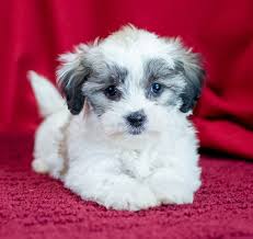 Puppyfinder.com is your source for finding an ideal puppy for sale in michigan, usa area. Shichon Puppies For Sale In Michigan Michigan Puppy